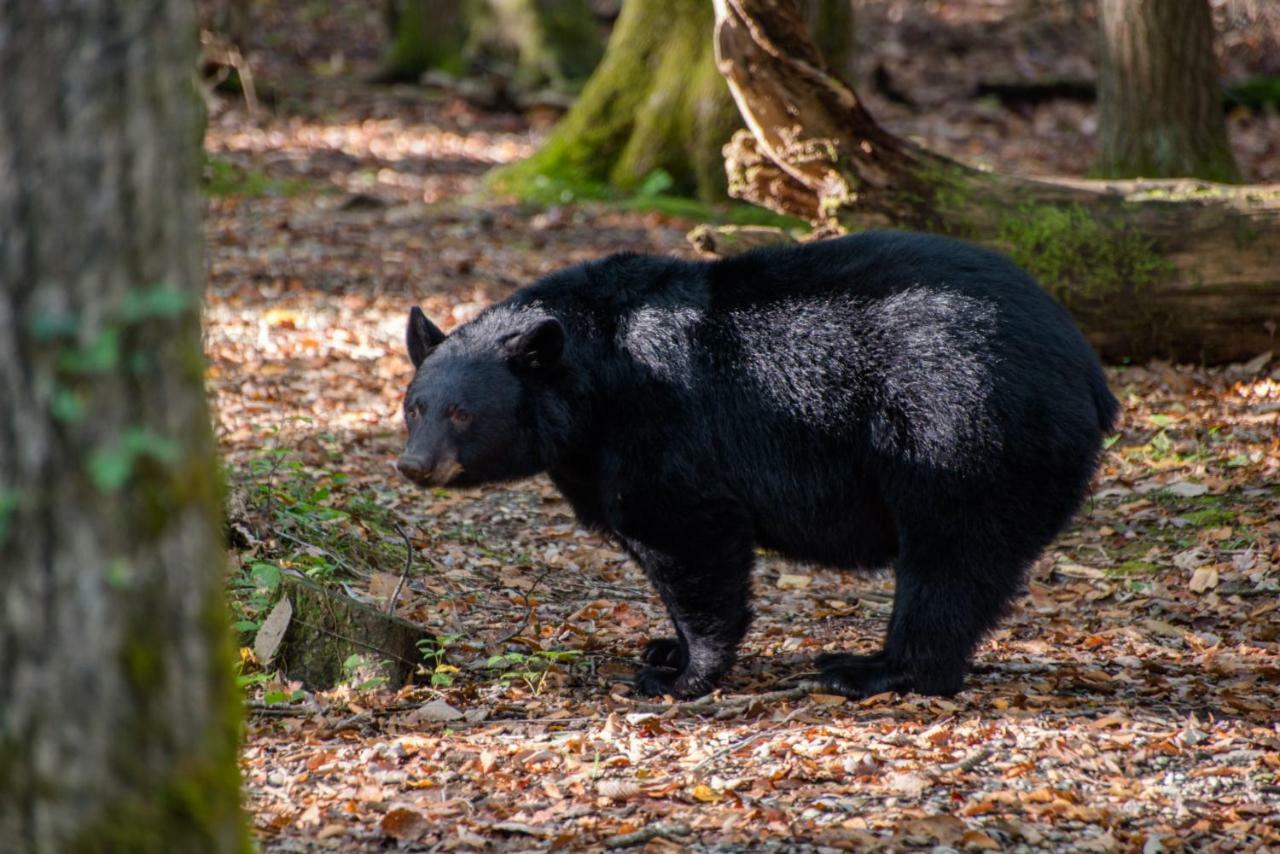 Two Bears Cabin وير فالي المظهر الخارجي الصورة